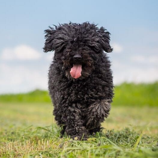 Do puli dogs store shed